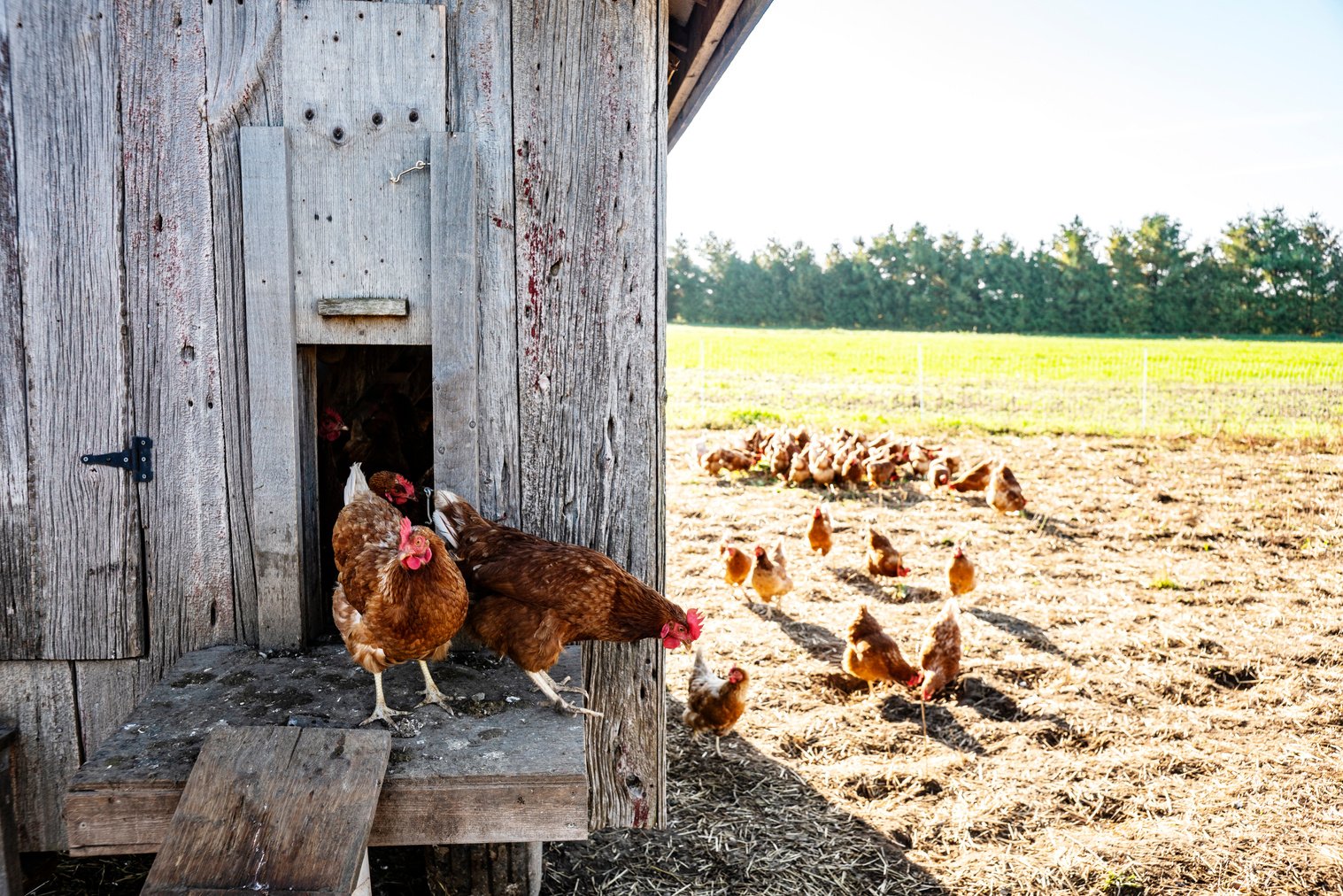 Organic Chickens in a chicken coop.