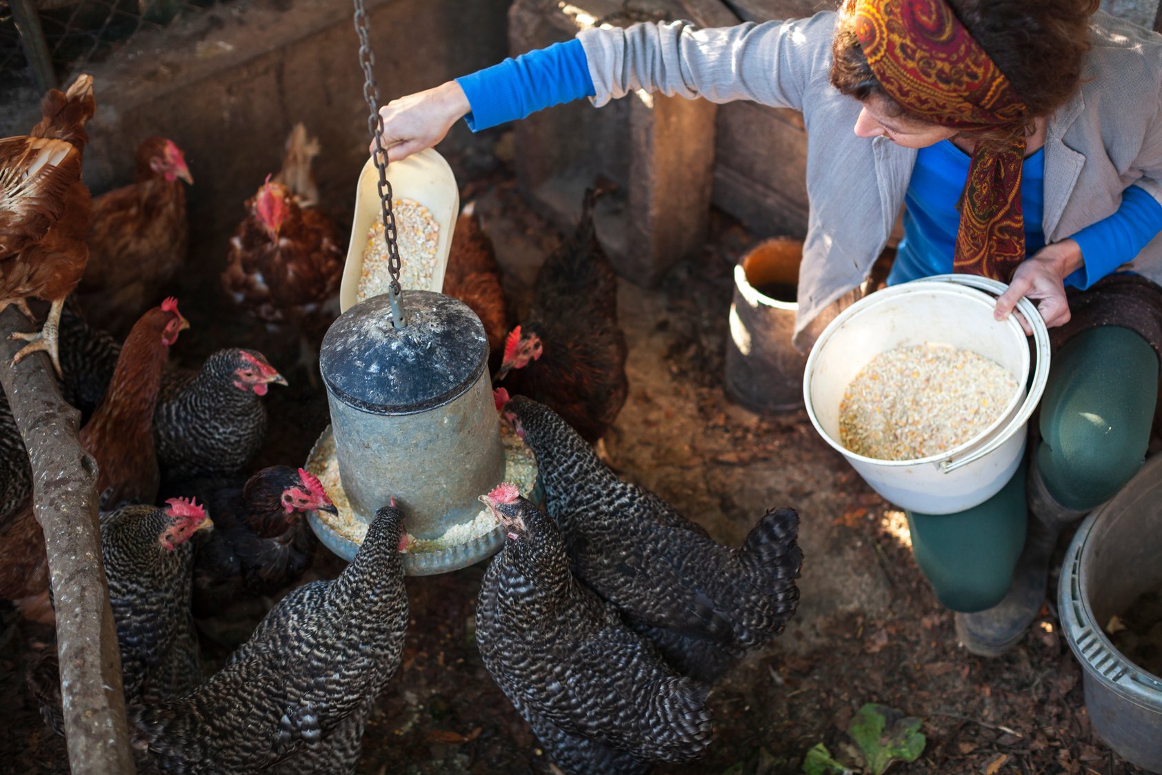 Simple Living Woman Feeding Her Chickens in Chicken Barn