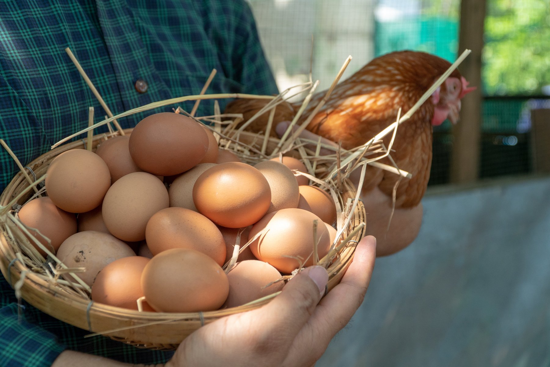 Close-up farmer hands holding fresh chicken eggs into basket